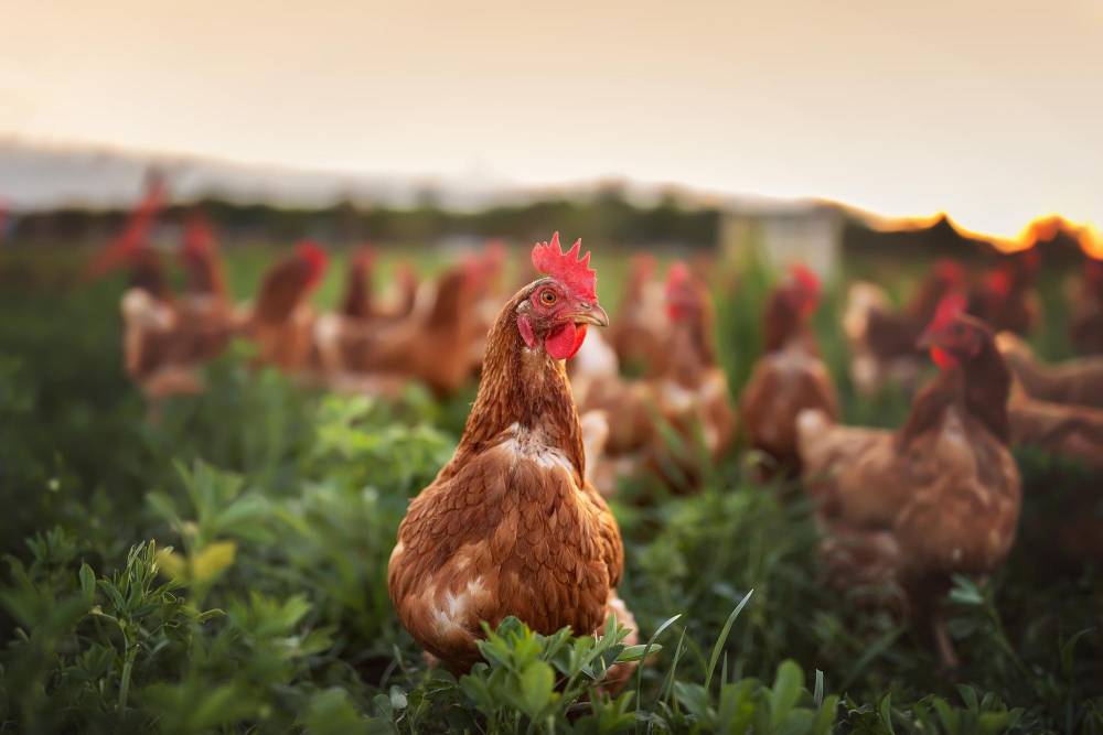 Vente de poulet à Moncoutant-sur-Sèvre