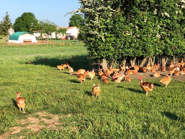 la ferme