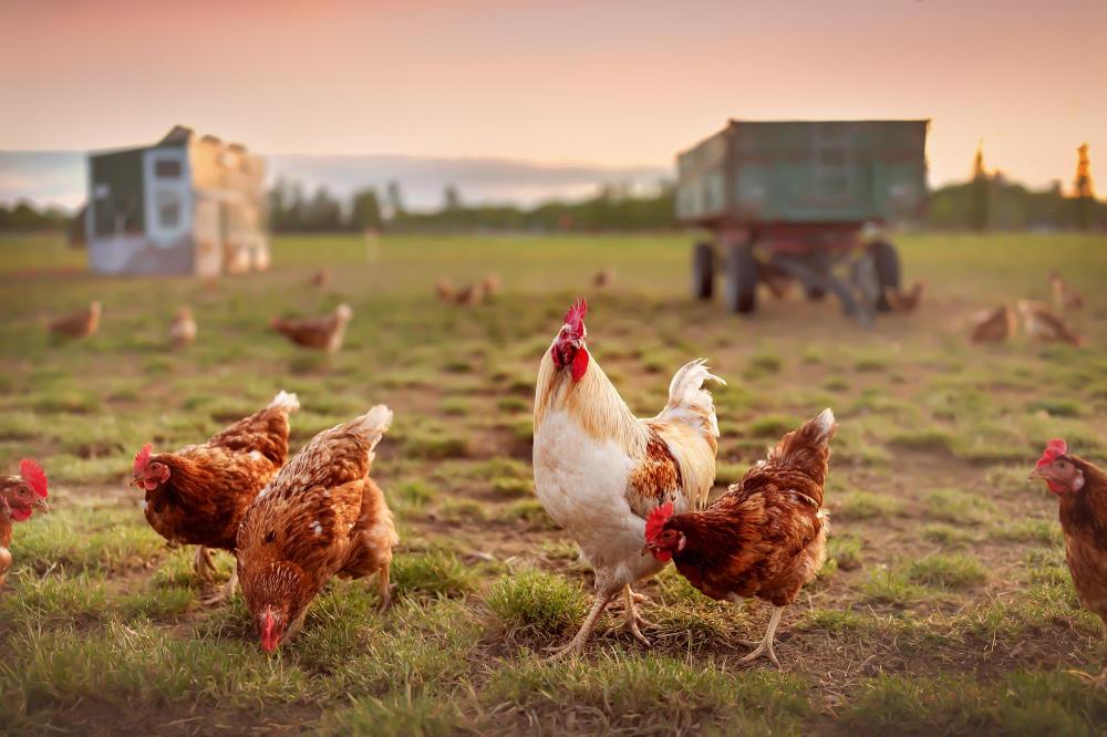Votre ferme à volailles plein air